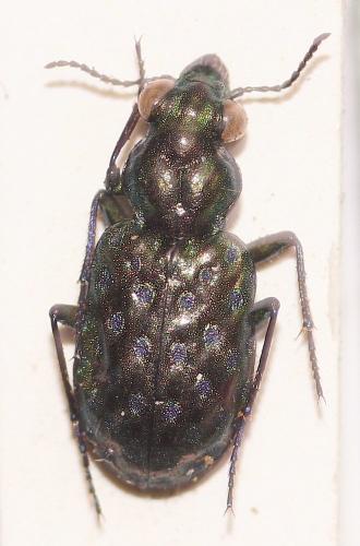 Réf. 274 547 : Elaphrus pyrenoeus